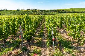 First Day Of Hand Harvest For Champagne - Aube