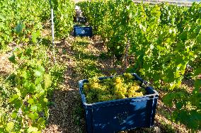 First Day Of Hand Harvest For Champagne - Aube