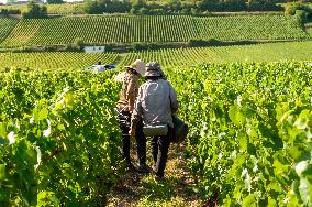 First Day Of Hand Harvest For Champagne - Aube