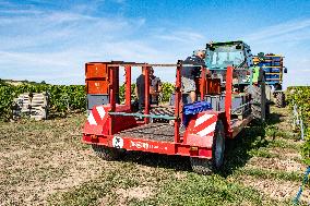 First Day Of Hand Harvest For Champagne - Aube