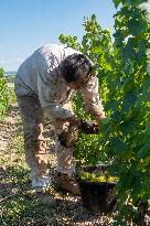 First Day Of Hand Harvest For Champagne - Aube