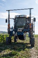 First Day Of Hand Harvest For Champagne - Aube
