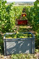 First Day Of Hand Harvest For Champagne - Aube