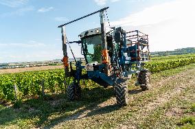 First Day Of Hand Harvest For Champagne - Aube