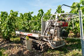 First Day Of Hand Harvest For Champagne - Aube