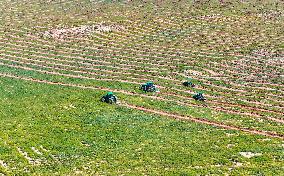 Kubuqi Desert Ecology