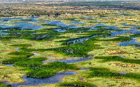 Kubuqi Desert Ecology
