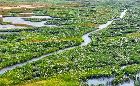 Kubuqi Desert Ecology