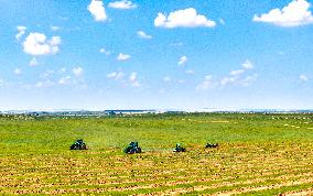 Kubuqi Desert Ecology