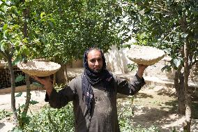 Kabul Kangana Grape Storage - Afghanistan