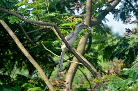 Grey Hornbill Bird - India