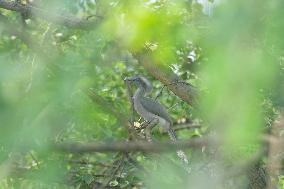 Grey Hornbill Bird - India