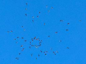 Attempt at vertical jump world record - Illinois