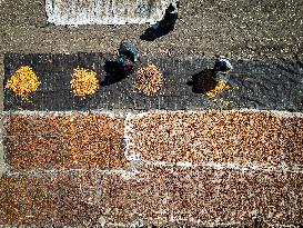 Date Harvest - Egypt