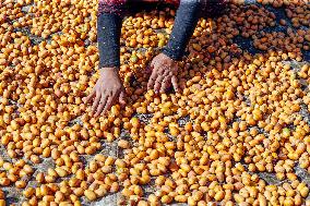 Date Harvest - Egypt