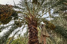 Date Harvest - Egypt
