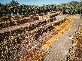 Date Harvest - Egypt