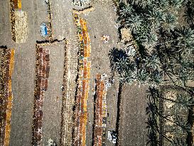 Date Harvest - Egypt