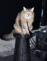 Caught Stealing Premiere - NYC