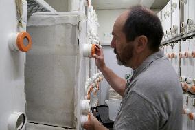 Project To Sterilize Tiger Mosquitoes - Italy