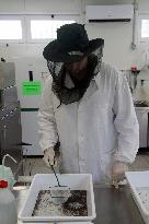 Project To Sterilize Tiger Mosquitoes - Italy