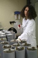 Project To Sterilize Tiger Mosquitoes - Italy