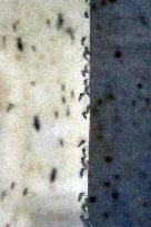 Project To Sterilize Tiger Mosquitoes - Italy