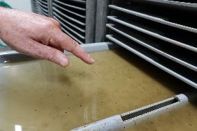 Project To Sterilize Tiger Mosquitoes - Italy