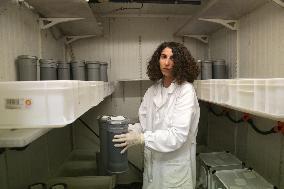 Project To Sterilize Tiger Mosquitoes - Italy