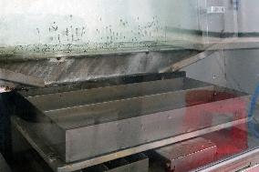 Project To Sterilize Tiger Mosquitoes - Italy