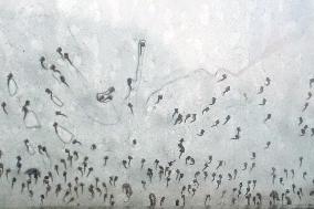 Project To Sterilize Tiger Mosquitoes - Italy