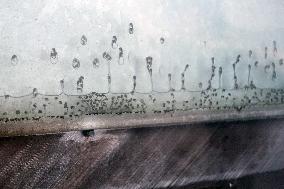 Project To Sterilize Tiger Mosquitoes - Italy