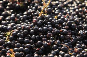 Early 2025 Harvest in The Midst of The French Wine Crisis