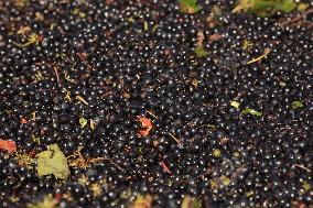 Early 2025 Harvest in The Midst of The French Wine Crisis