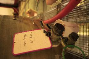 Early 2025 Harvest in The Midst of The French Wine Crisis