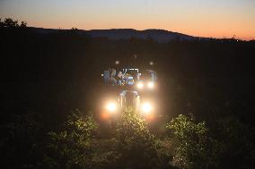 Early 2025 Harvest in The Midst of The French Wine Crisis