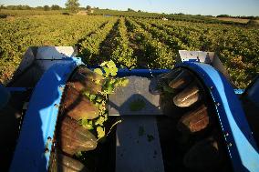 Early 2025 Harvest in The Midst of The French Wine Crisis