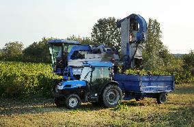Early 2025 Harvest in The Midst of The French Wine Crisis