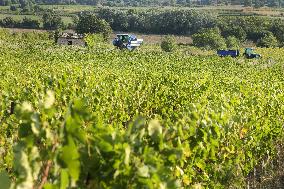 Early 2025 Harvest in The Midst of The French Wine Crisis
