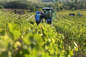Early 2025 Harvest in The Midst of The French Wine Crisis
