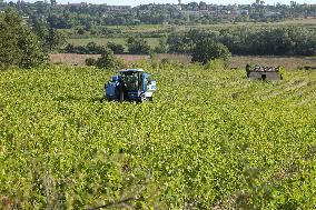Early 2025 Harvest in The Midst of The French Wine Crisis