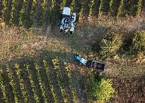 Early 2025 Harvest in The Midst of The French Wine Crisis