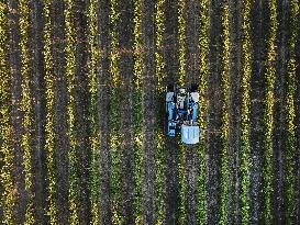Early 2025 Harvest in The Midst of The French Wine Crisis