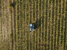 Early 2025 Harvest in The Midst of The French Wine Crisis