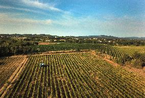 Early 2025 Harvest in The Midst of The French Wine Crisis