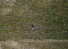 Early 2025 Harvest in The Midst of The French Wine Crisis