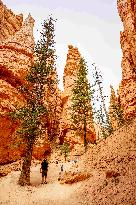 Illustration - Bryce Canyon is a National Park - USA