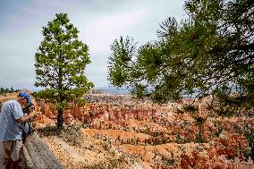 Illustration - Bryce Canyon is a National Park - USA