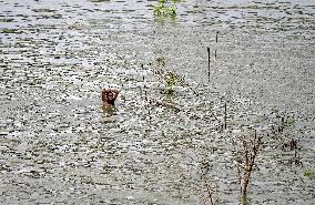 Monsoons Flood in India
