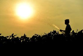 Agricultural Drought Resistance